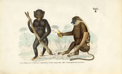 Schimpans och näsapa (Proboscis Monkey)