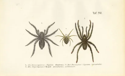 Farliga spindelarter