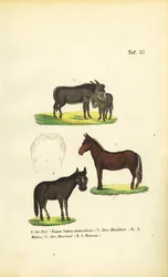 Tama åsnor, mulor och mulåsnor