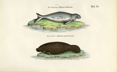 Dugong och manatee