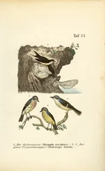 Ätbart bo Swiftlet och fläckig flugsnappare