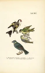 steglits, siskin och bergsparv