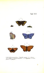Europeiska fjärilsarter