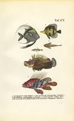 Exotiska marina fiskar