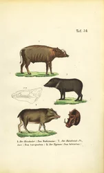 Exotiska grisarter: Babirusa, peccary med krage och peccary med vita läppar
