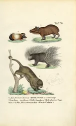 Exotiska gnagare
