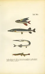 Flygfisk, gädda och loach
