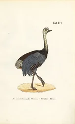 Greater Rhea