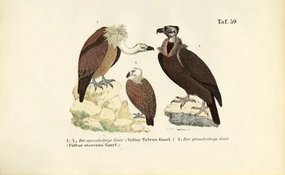 Gåsgam och svartgam