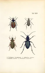 Jordlöpare ur familjerna Carabidae och Platyninae