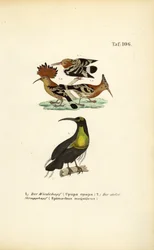 Hoopoe och magnifik riffelfågel