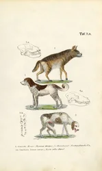 Hyena, tamhund och gammal hund med skallillustrationer