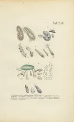 Infusoria: Paramecium, Stentor och andra ciliater