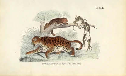 Jaguar och apor