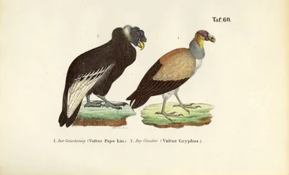 Kungsgam och andinsk kondor