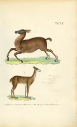 Lama och Vicuña