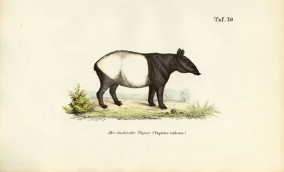 Malajisk tapir