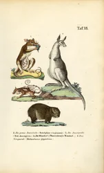 Pungdjur från Amerika och Australien