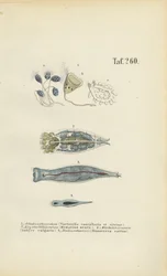 Mikroskopiska encelliga organismer: Bell Animalcules, hjuldjur och plattmask