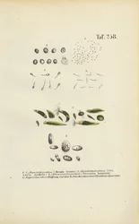Mikroskopiska encelliga organismer: Monader, cercariae och parasiter