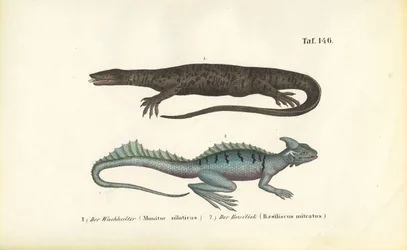 Nile Monitor och Plumed Basilisk