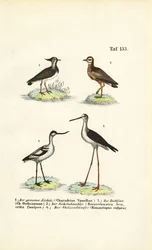 tofsvipa, stenskvätta, skärfläcka och svartvingad stjärtmes