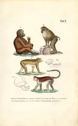 Apor i den gamla världen: Orangutanger, makaker, apor och babianer