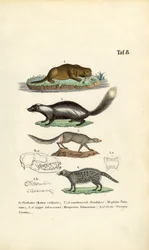 Utter, skunk, Ichneumon och civet med illustrationer av skallar
