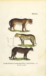 Panther, Jaguar och Puma