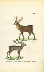 Kronhjortar och renar