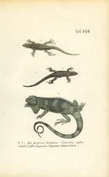 Sandödlor och grön leguan