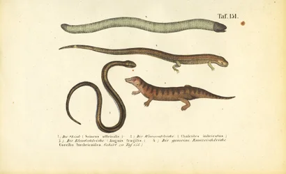 Skink, cylindrisk skink, slow worm och caecilian