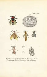 Sociala insekter med olika utvecklingsstadier