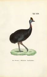 Sydlig kassowary