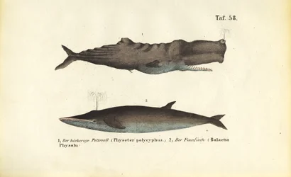 Kaskelot och fenval