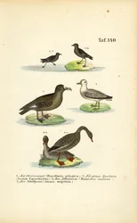 Stormsvala, stor skua, albatross och sädgås