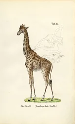 Giraffen