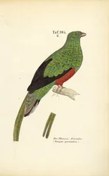 Den pavoninska quetzalen