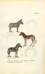 Tre zebraarter