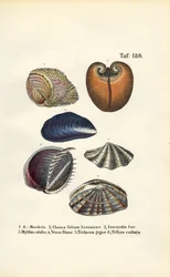 Olika marina musslor