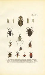 Olika parasiter och äkta insekter