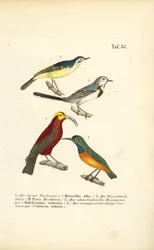 Wagtails och exotiska solfåglar