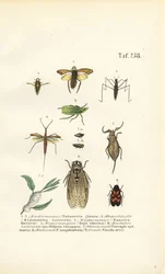 Vattenbaggar och andra insekter