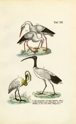 Vit stork, skedstork och helig ibis