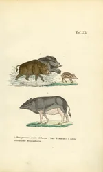 Vildsvin och tamsvin