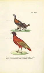 Vild kalkon och Satyr Tragopan