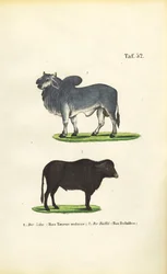 Zebu och Buffalo