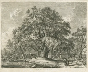 Blithfield - Wych Elm: etsning, 1825