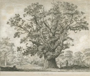 Needwood - Swilcar Oak: etsning, nd [c 1820-1850]