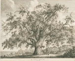 Tutbury - "Wych Elm": etsning, nd [c 1820]